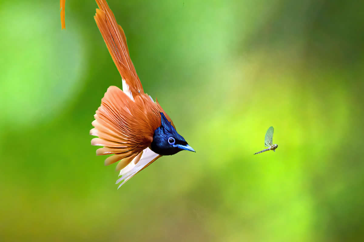 Best Bird Photography Gallery