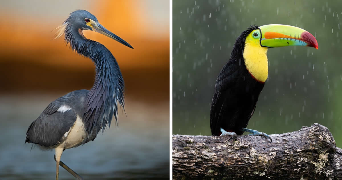 Wildlife Photographer Sasan Amir Captures Beautiful Photos