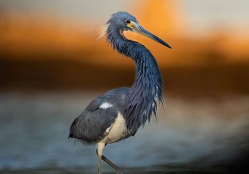 Wildlife Bird Photography Sasan Amir
