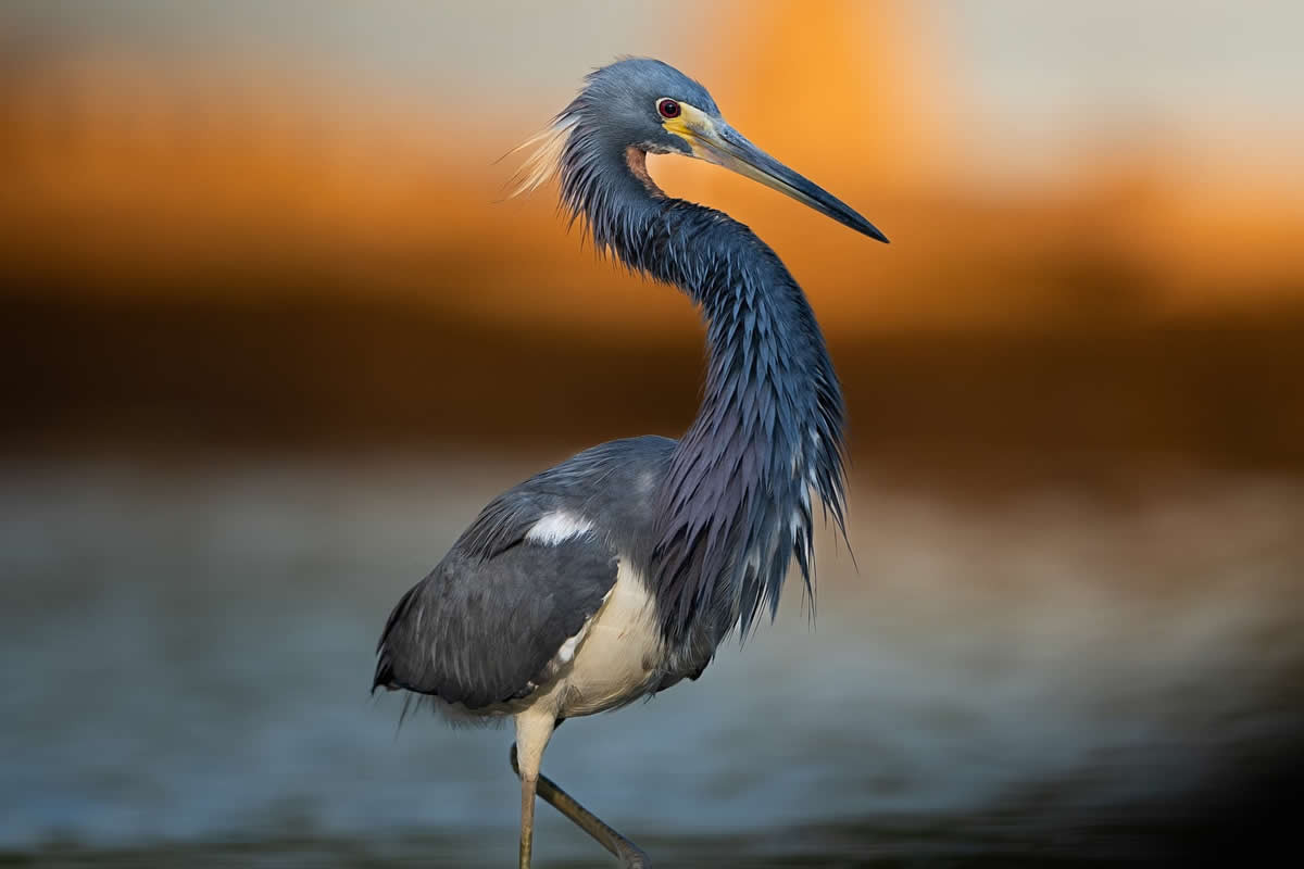 Wildlife Bird Photography Sasan Amir