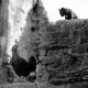 Striking Black and White Street Photography Masterful Composition