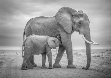 Wildlife Monochrome Photography Awards