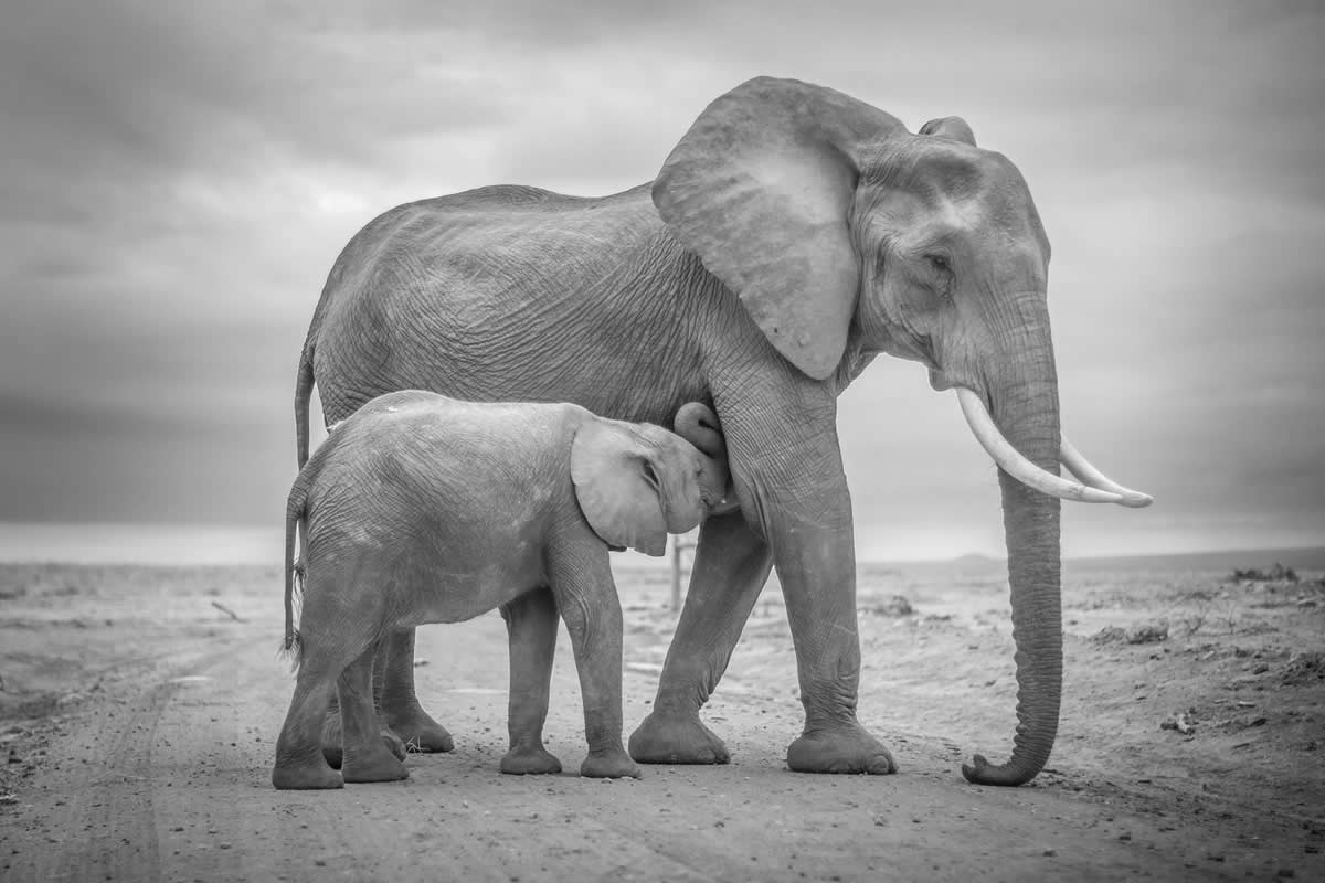 Wildlife Monochrome Photography Awards