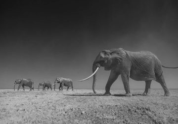 Stunning Black and White Wildlife Photos
