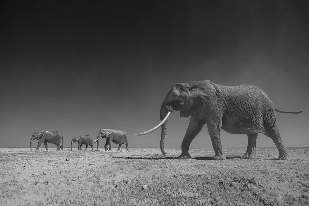 30 Stunning Black and White Wildlife Photos That Capture Nature’s Soul