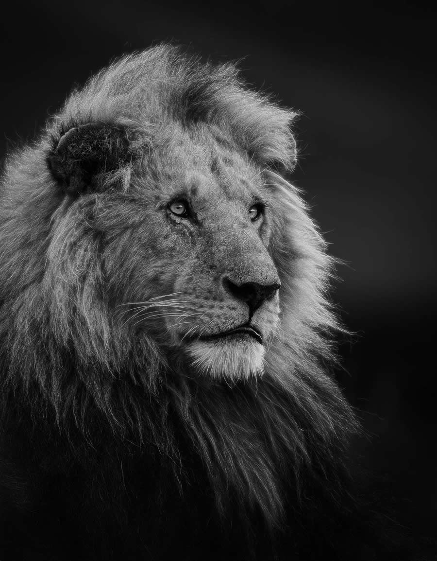 35 Photography Awards Black and White Photos
