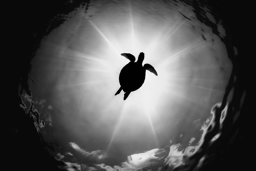 35 Photography Awards Black and White Photos