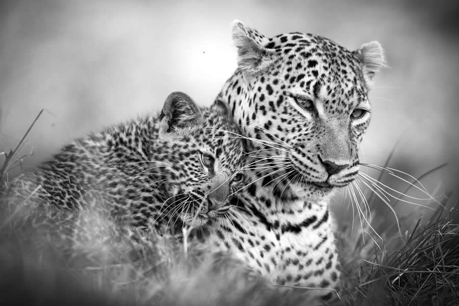 35 Photography Awards Black and White Photos