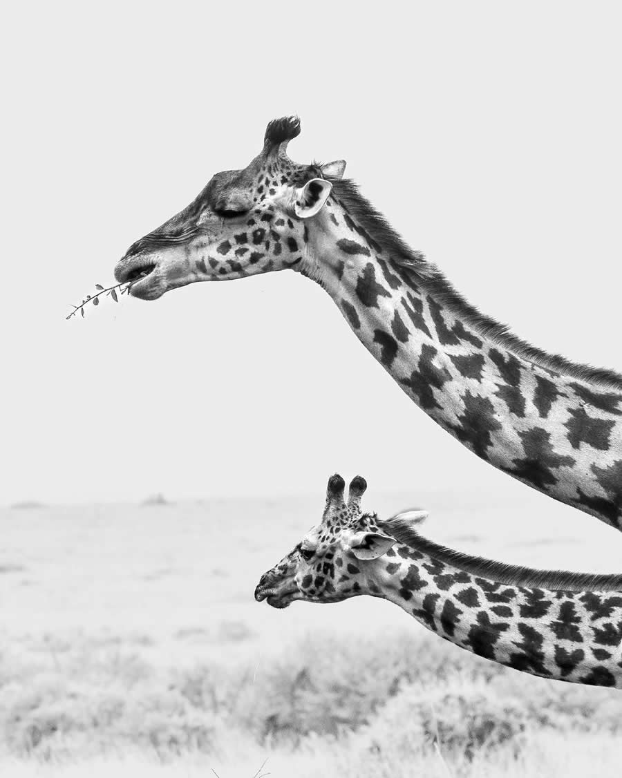 35 Photography Awards Black and White Photos