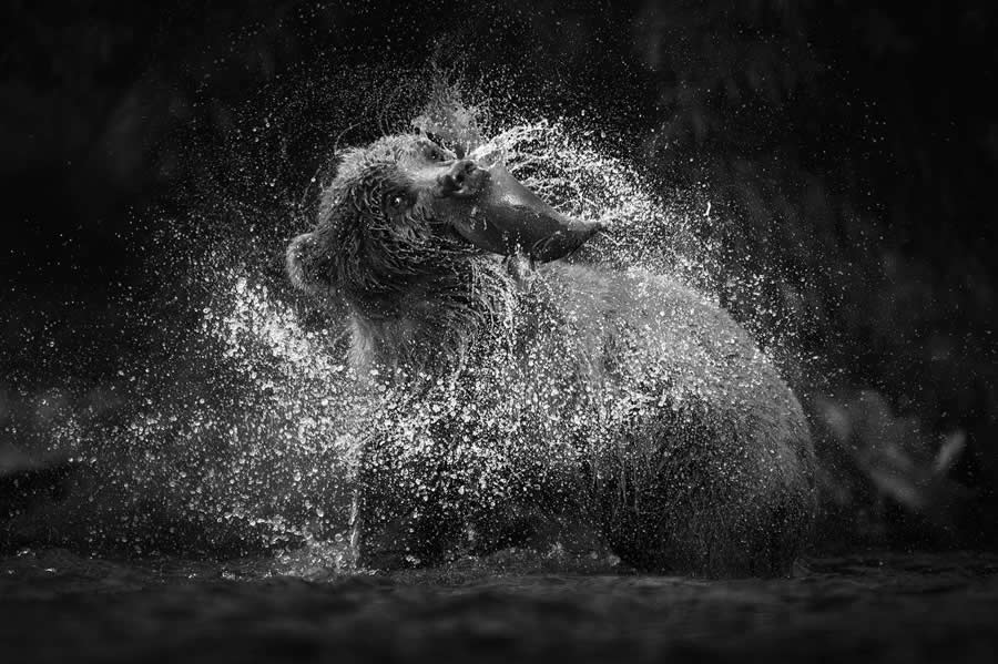 35 Photography Awards Black and White Photos