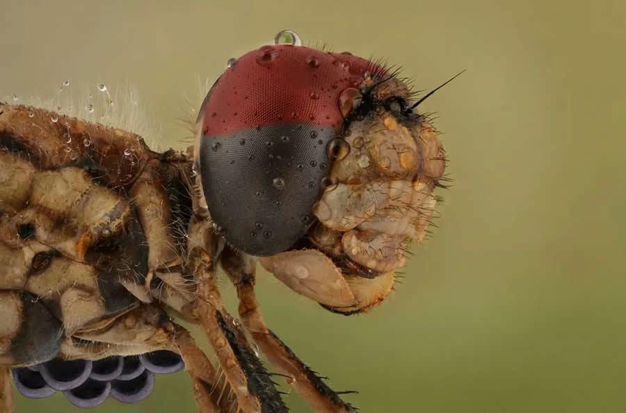 Close-Up Portraits of Insects Macro Photography by Mofeed Abu Shalwa