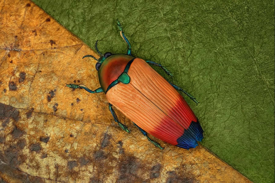 Close-Up Portraits of Insects Macro Photography by Mofeed Abu Shalwa