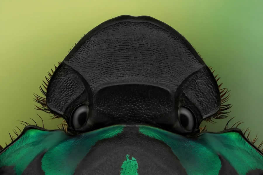 Close-Up Portraits of Insects Macro Photography by Mofeed Abu Shalwa