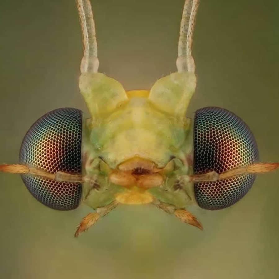 Close-Up Portraits of Insects Macro Photography by Mofeed Abu Shalwa