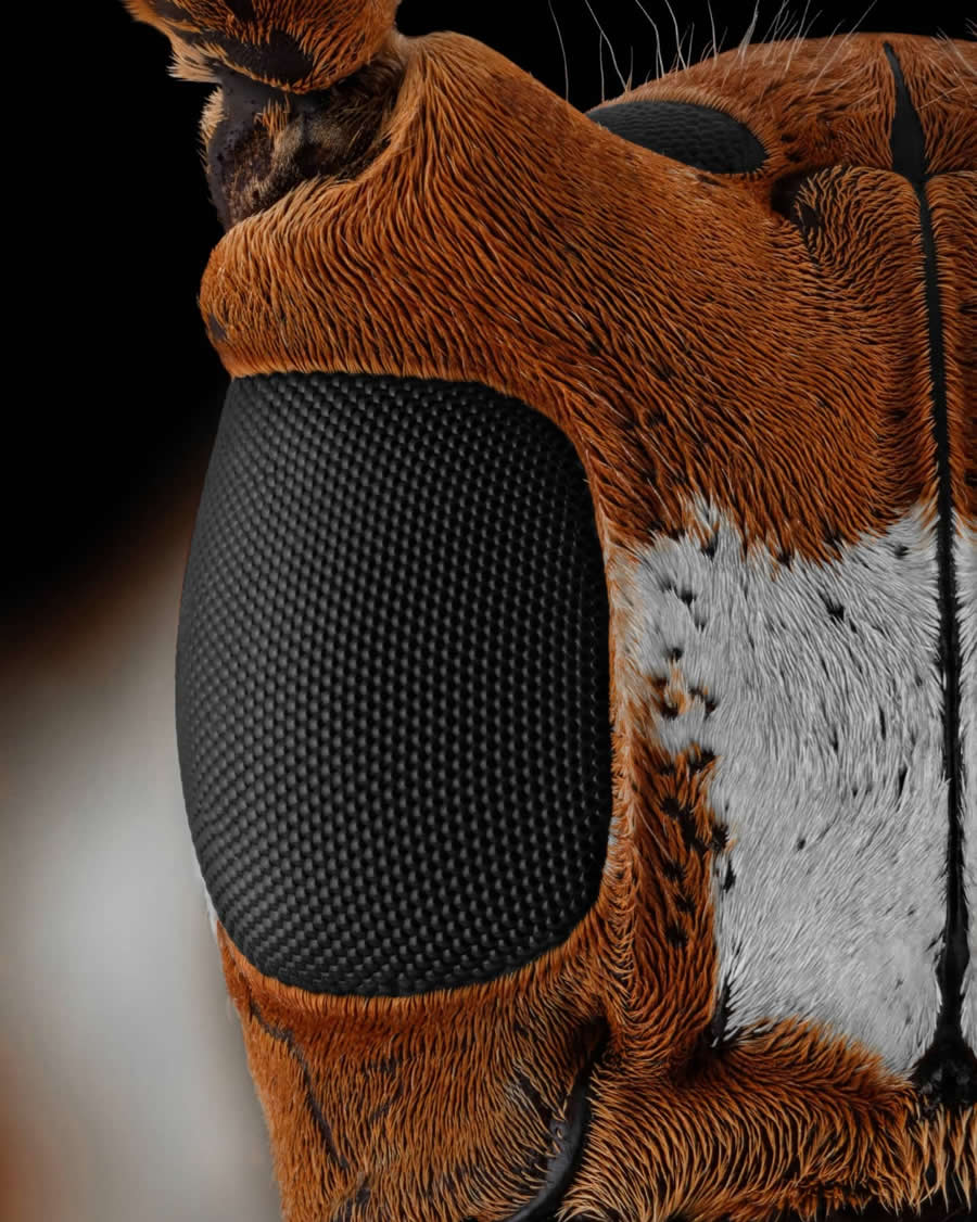 Close-Up Portraits of Insects Macro Photography by Mofeed Abu Shalwa