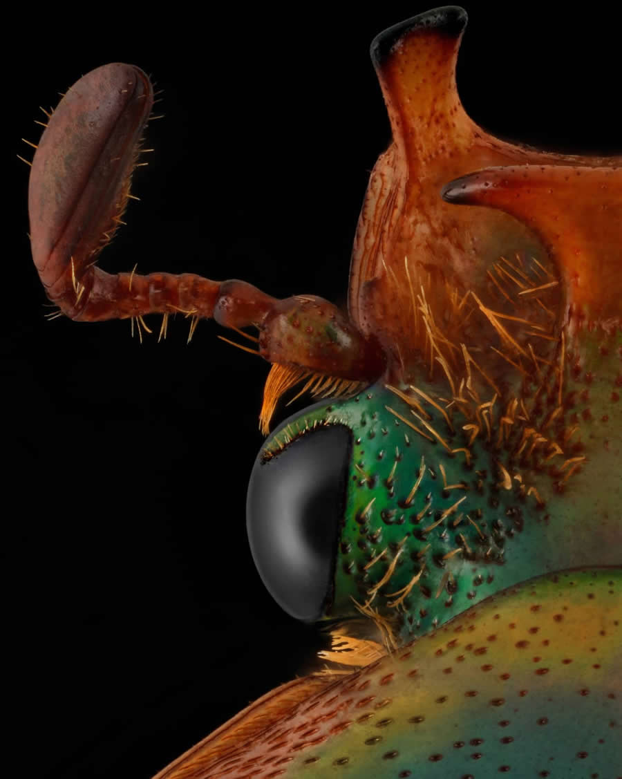 Close-Up Portraits of Insects Macro Photography by Mofeed Abu Shalwa