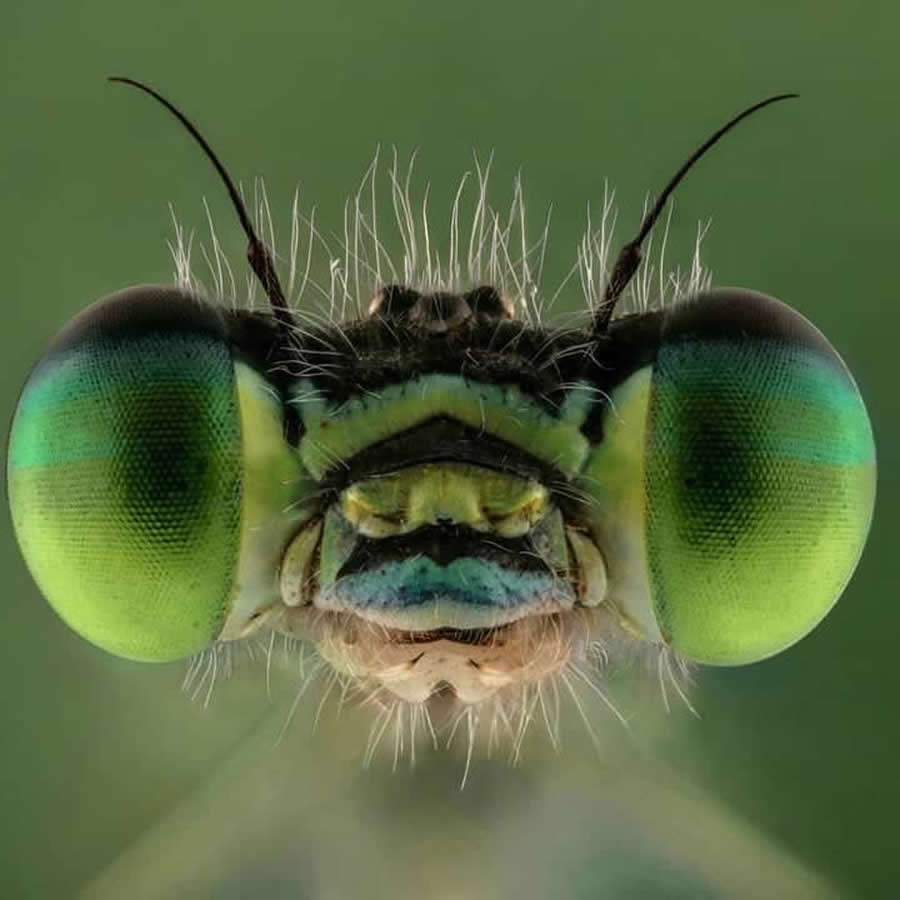 Close-Up Portraits of Insects Macro Photography by Mofeed Abu Shalwa