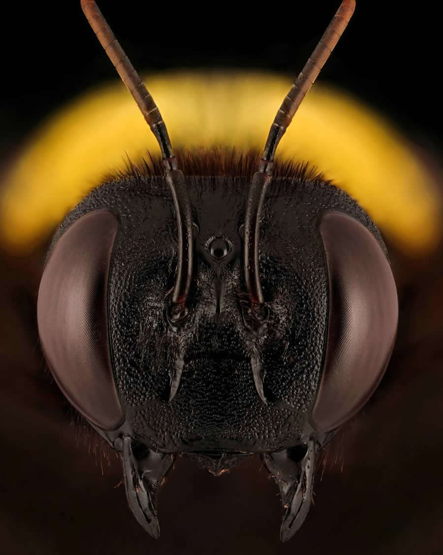 Close-Up Portraits of Insects Macro Photography by Mofeed Abu Shalwa