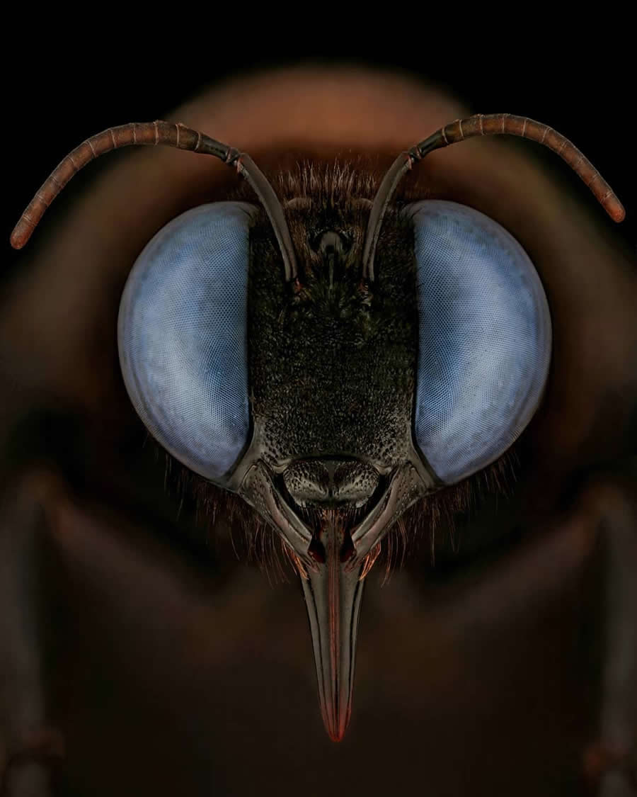 Close-Up Portraits of Insects Macro Photography by Mofeed Abu Shalwa