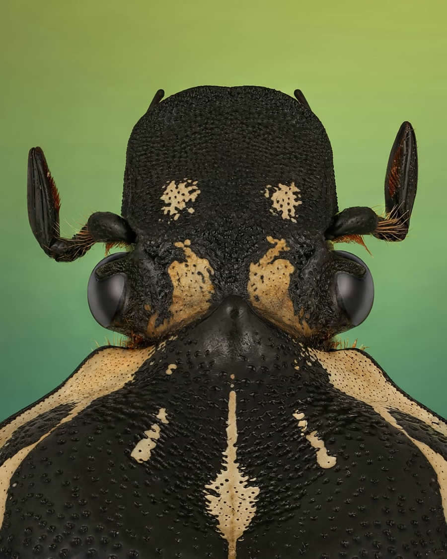 Close-Up Portraits of Insects Macro Photography by Mofeed Abu Shalwa