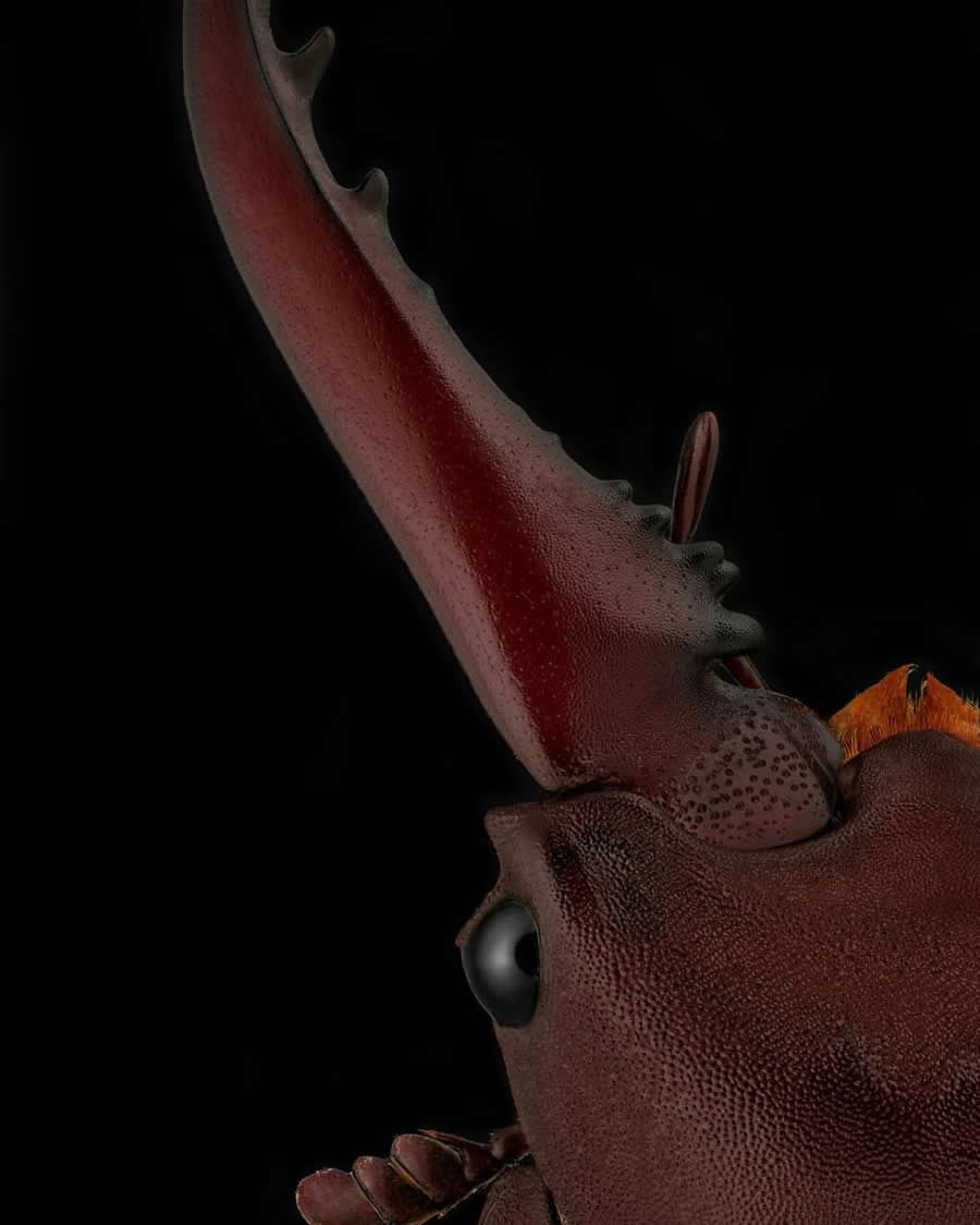 Close-Up Portraits of Insects Macro Photography by Mofeed Abu Shalwa