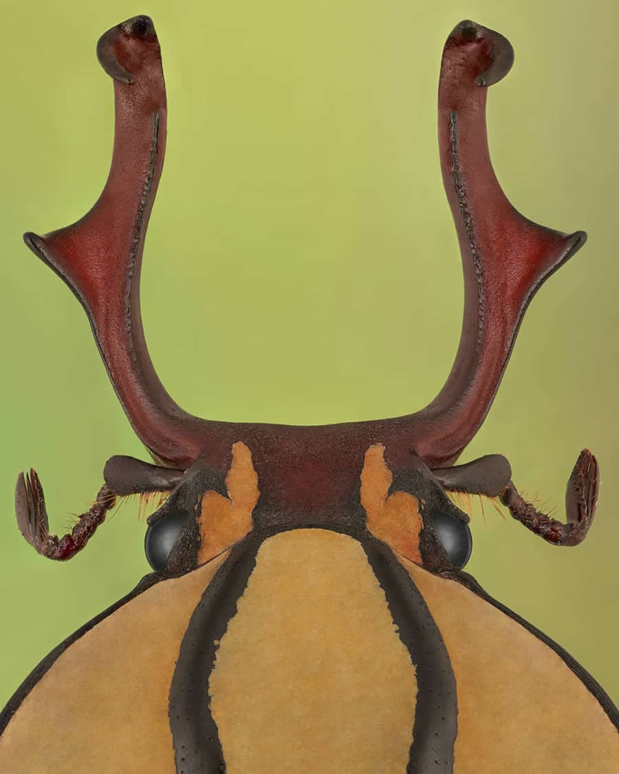 Close-Up Portraits of Insects Macro Photography by Mofeed Abu Shalwa