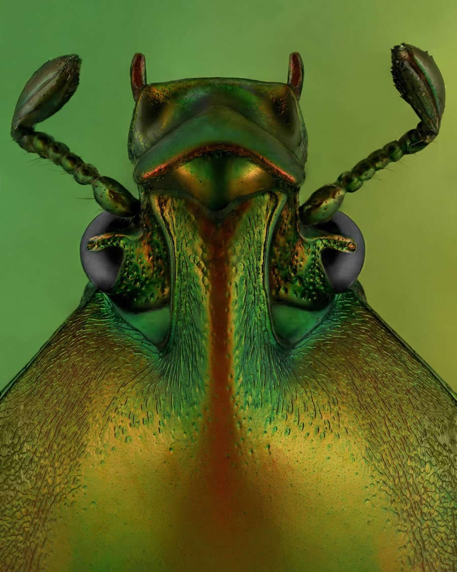 Close-Up Portraits of Insects Macro Photography by Mofeed Abu Shalwa