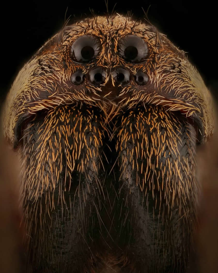 Close-Up Portraits of Insects Macro Photography by Mofeed Abu Shalwa