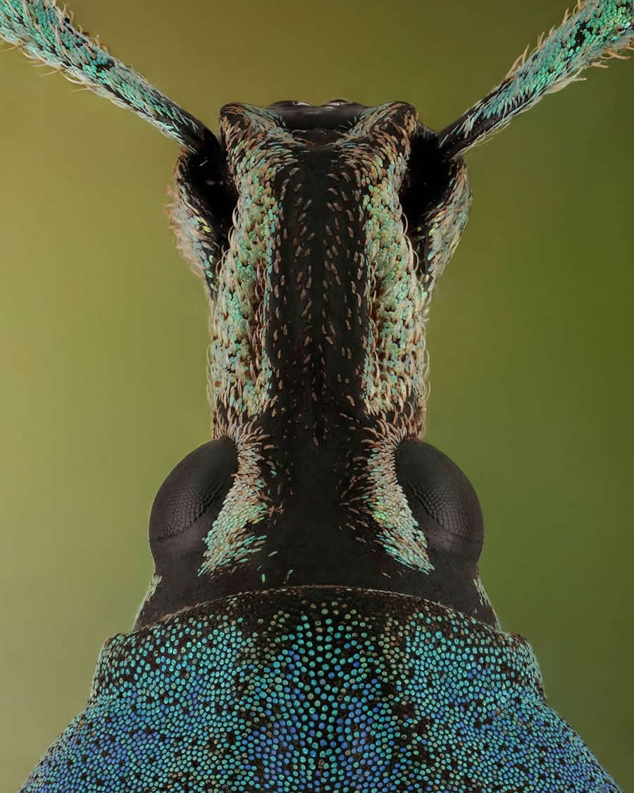 Close-Up Portraits of Insects Macro Photography by Mofeed Abu Shalwa