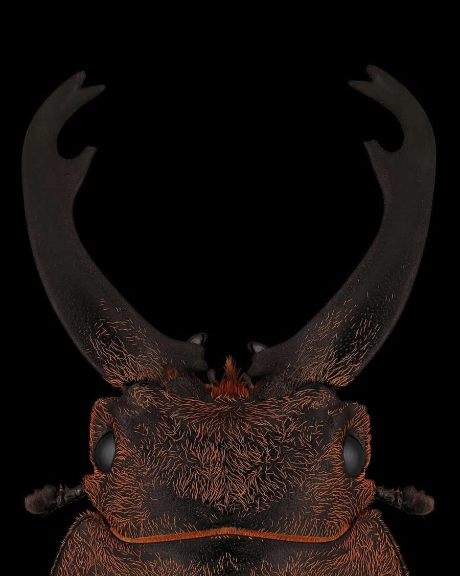Close-Up Portraits of Insects Macro Photography by Mofeed Abu Shalwa