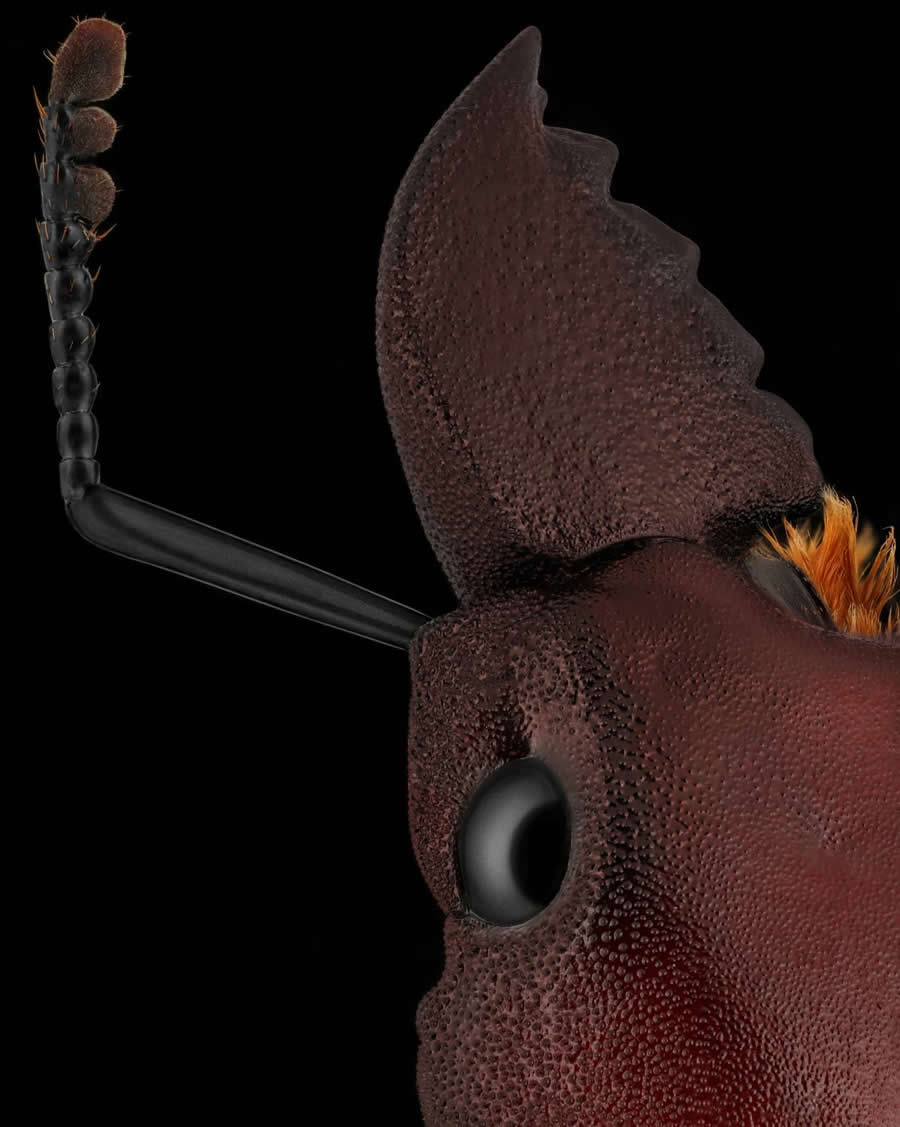 Close-Up Portraits of Insects Macro Photography by Mofeed Abu Shalwa
