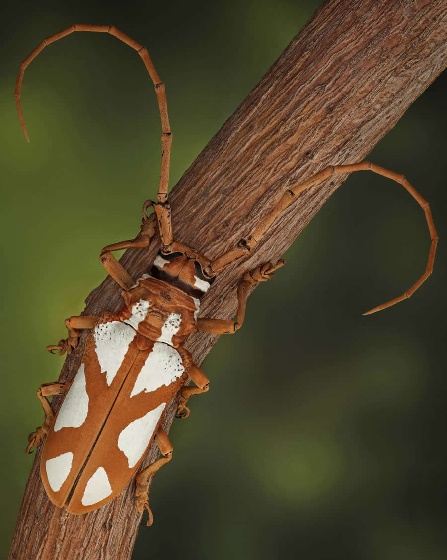 Close-Up Portraits of Insects Macro Photography by Mofeed Abu Shalwa