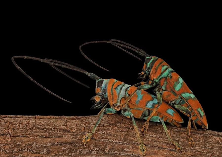 Close-Up Portraits of Insects Macro Photography by Mofeed Abu Shalwa