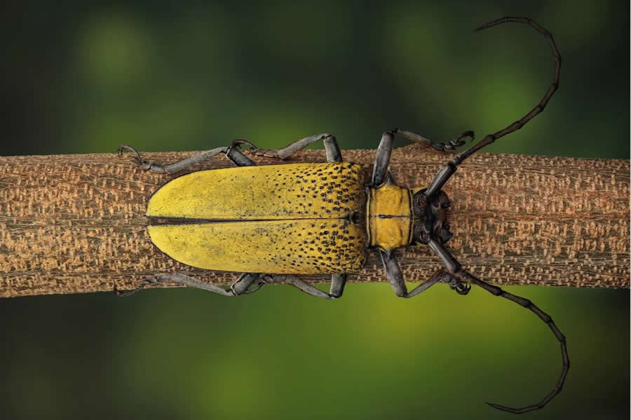 Close-Up Portraits of Insects Macro Photography by Mofeed Abu Shalwa