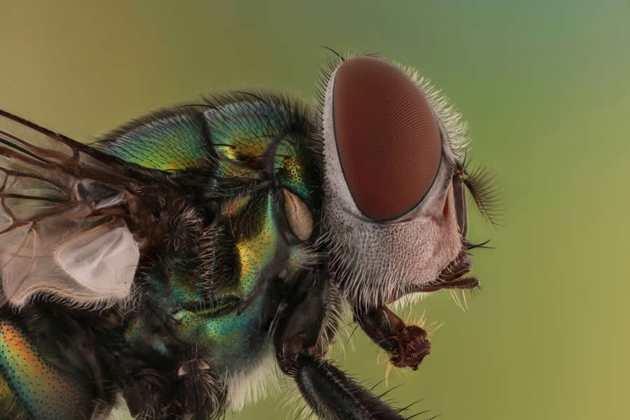 Close-Up Portraits of Insects Macro Photography by Mofeed Abu Shalwa