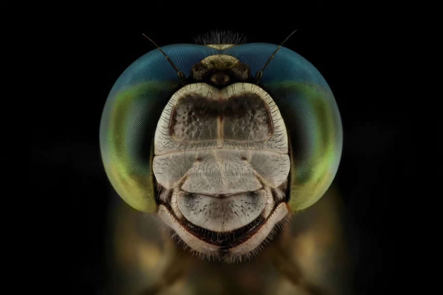 Close-Up Portraits of Insects Macro Photography by Mofeed Abu Shalwa