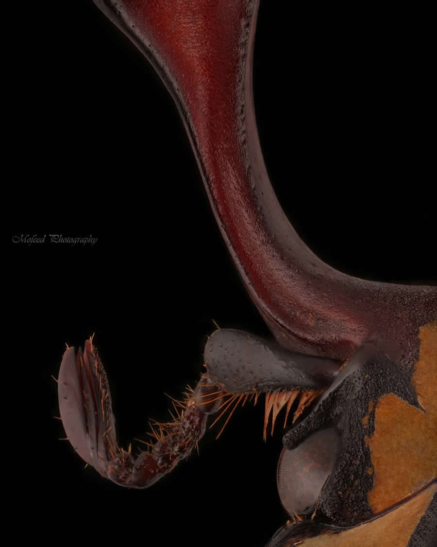 Close-Up Portraits of Insects Macro Photography by Mofeed Abu Shalwa