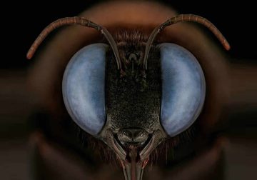 Close-Up Portraits of Insects Macro Photography by Mofeed Abu Shalwa