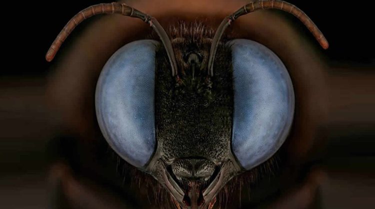 Close-Up Portraits of Insects Macro Photography by Mofeed Abu Shalwa