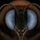 Close-Up Portraits of Insects Macro Photography by Mofeed Abu Shalwa