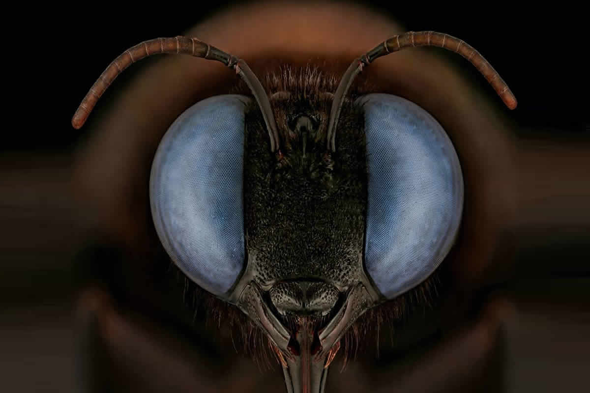 Close-Up Portraits of Insects Macro Photography by Mofeed Abu Shalwa