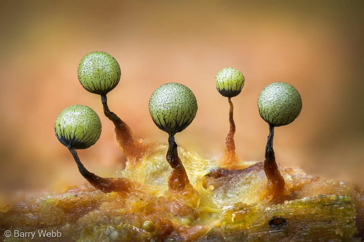 Beauty of Fungi Through Macro Photography