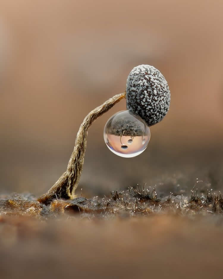 Close Up Photographer of the Year 2025 Winners