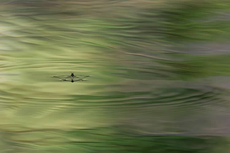 Close Up Photographer of the Year 2025 Winners