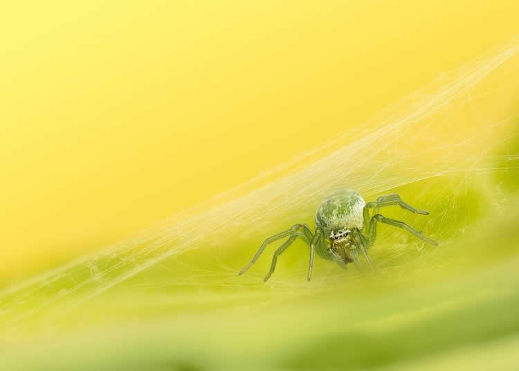 Close Up Photographer of the Year 2025 Winners