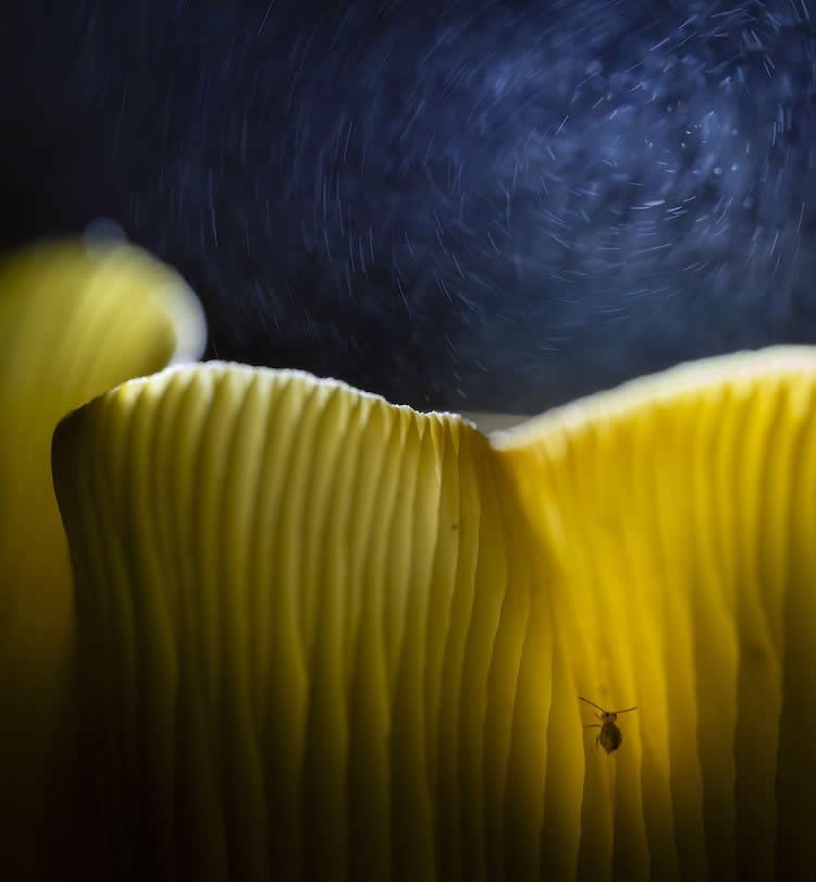 Close Up Photographer of the Year 2025 Winners