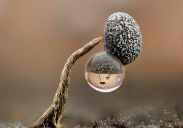 11 Incredible Winning Photos From the 2025 Close-Up Photographer Of The Year