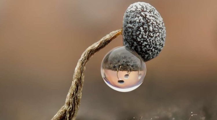 11 Incredible Winning Photos From the 2025 Close-Up Photographer Of The Year