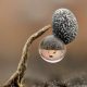 11 Incredible Winning Photos From the 2025 Close-Up Photographer Of The Year