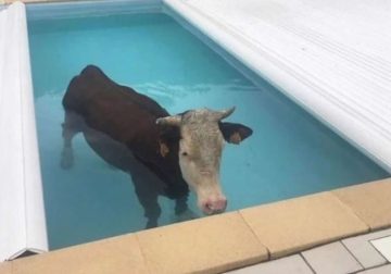 Confusing Pictures That Will Leave You Laughing